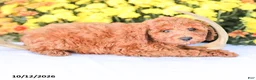 Miniature Poodle dogs for sale: Jerry - Ad 7