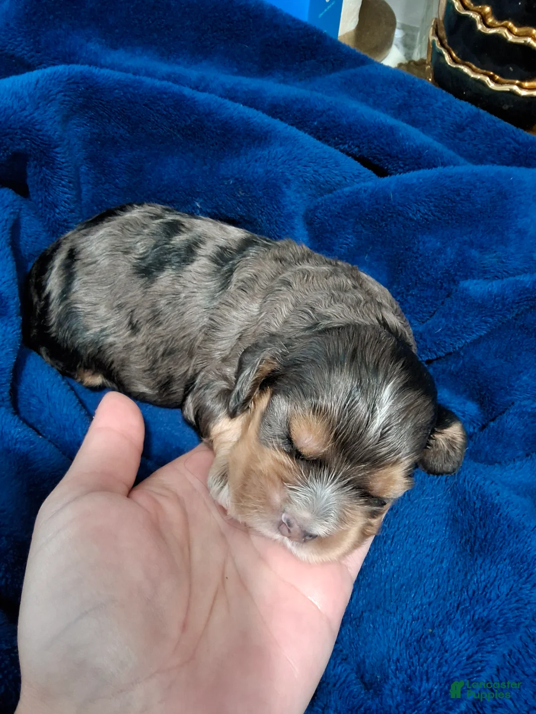 Cocker Spaniel dogs for sale: Cocker Spaniel Puppy 2 - Ad 2