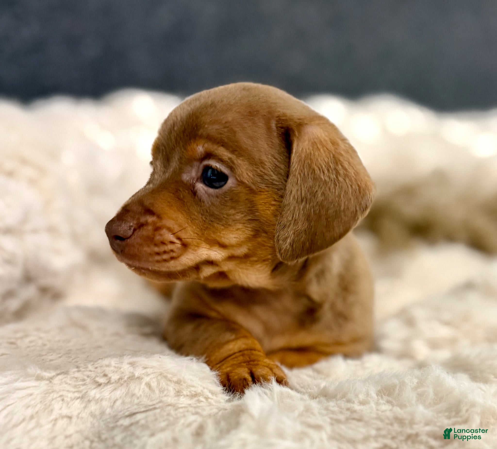Miniature Dachshund dogs for sale: Milly - Ad 7