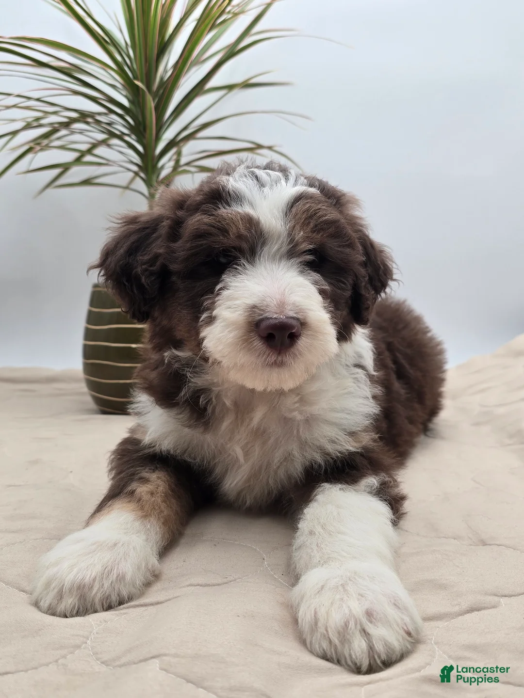Aussiedoodle dogs for sale: Leo - Ad 1