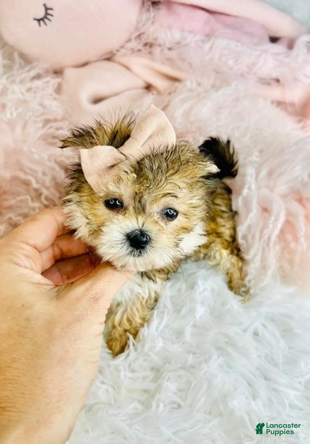 Morkie dogs for sale: Teacup Morkie Puppy 1 - Ad 3