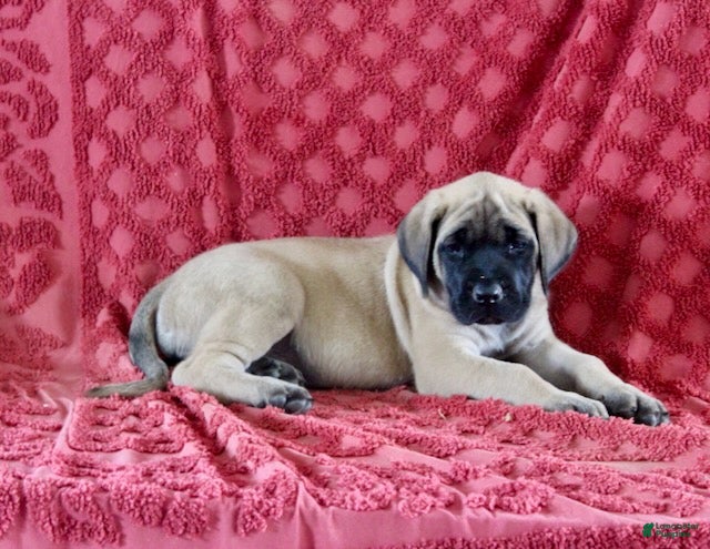 English Mastiff dogs Daisy - Ad 23
