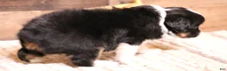 Toy Australian Shepherd dogs for sale: Rue adorable black tri female with unique black patch above nose - Ad 2