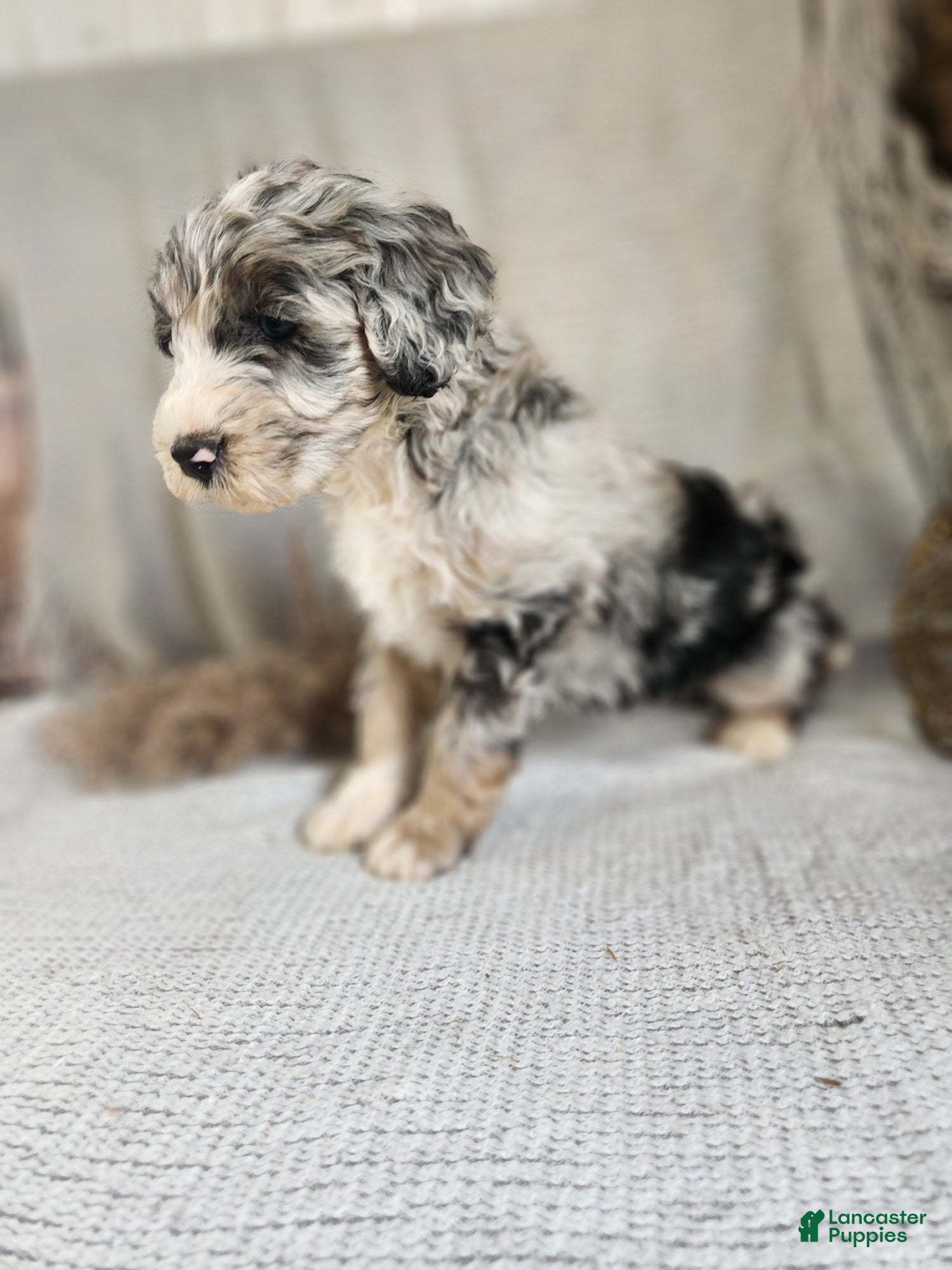 Bernedoodle dogs Lana - Ad 36