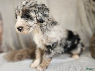 Bernedoodle dogs Lana - Ad 36