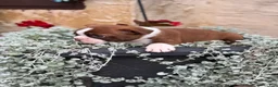 Boston Terrier dogs for sale: Kelli - Ad 17