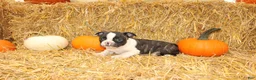 Boston Terrier dogs for sale: Justin - Ad 4