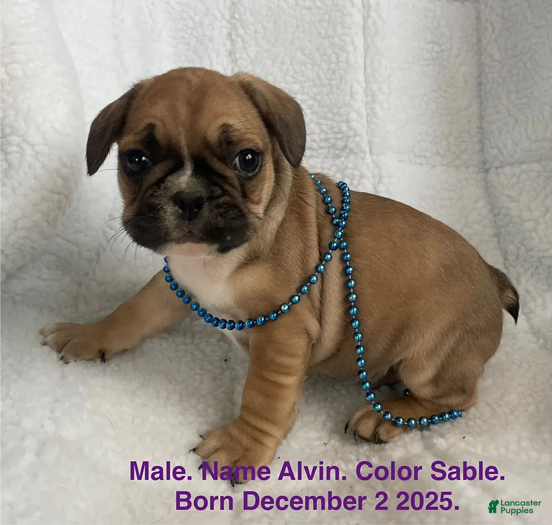 French Bulldog dogs for sale: Alvin - Ad 1