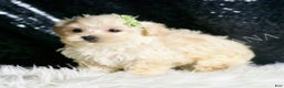 Maltipoo dogs for sale: Dalton - Ad 5