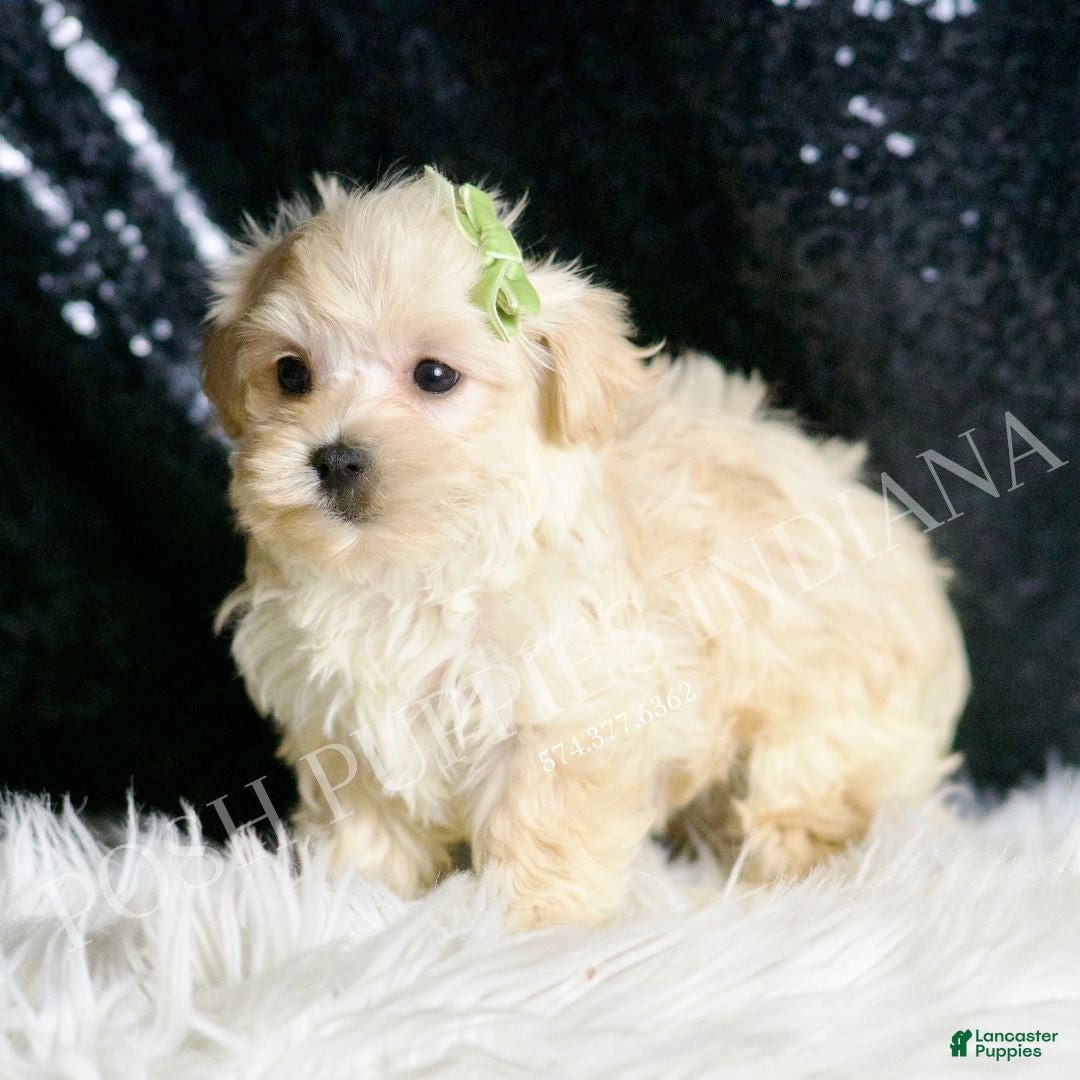 Maltipoo dogs for sale: Dalton - Ad 5