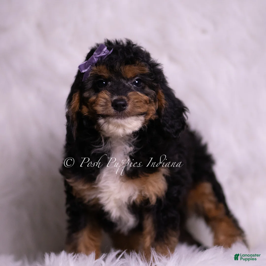 Mini Goldendoodle dogs for sale: Jessica  - Ad 2