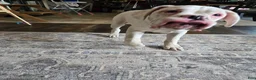 Boxer dogs for sale: Sam - Ad 15