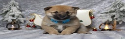 Shiba Inu dogs for sale: Whiskey - Ad 3
