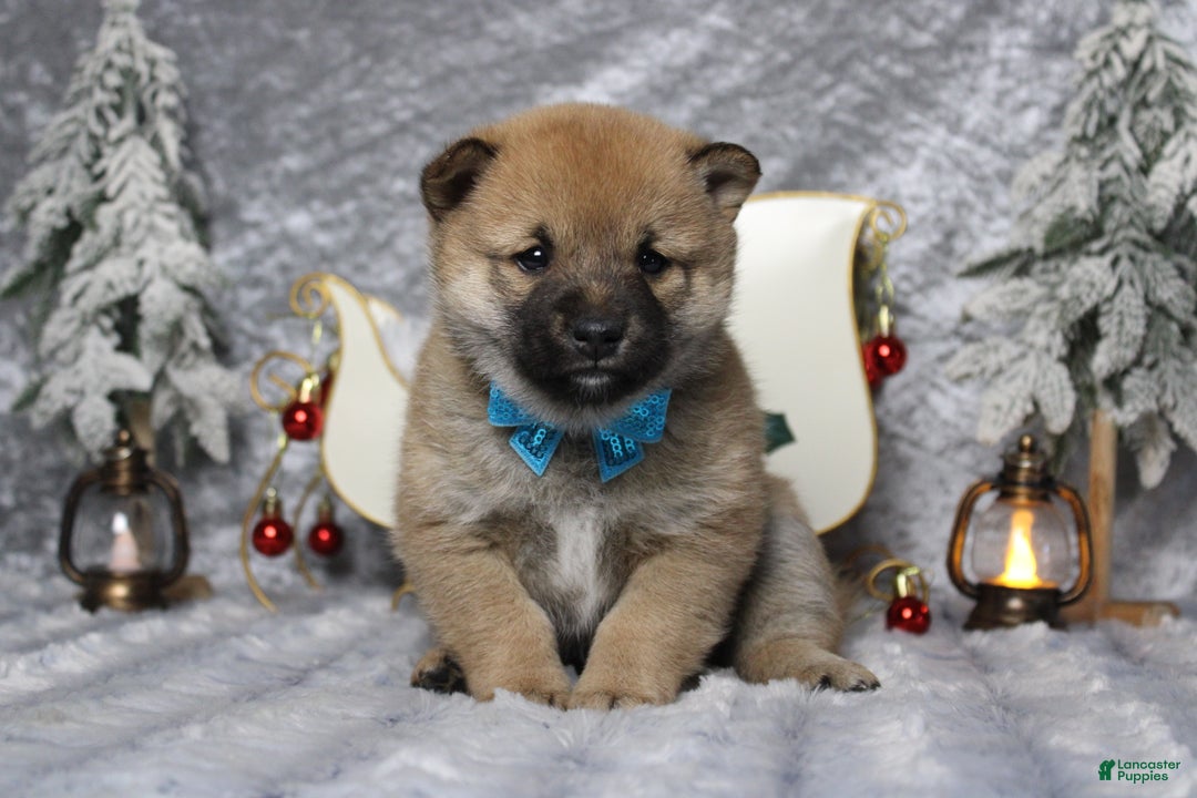 Shiba Inu dogs for sale: Whiskey - Ad 3