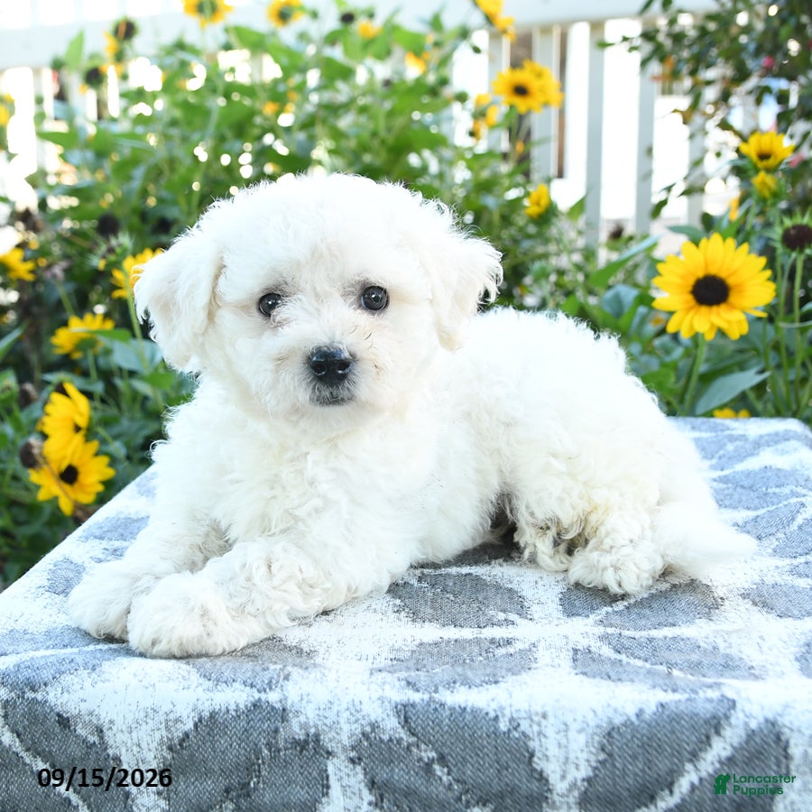 Bichon Frise dogs Lemon - Ad 1