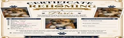 Morkie dogs for sale: Morkie 1 - Ad 4