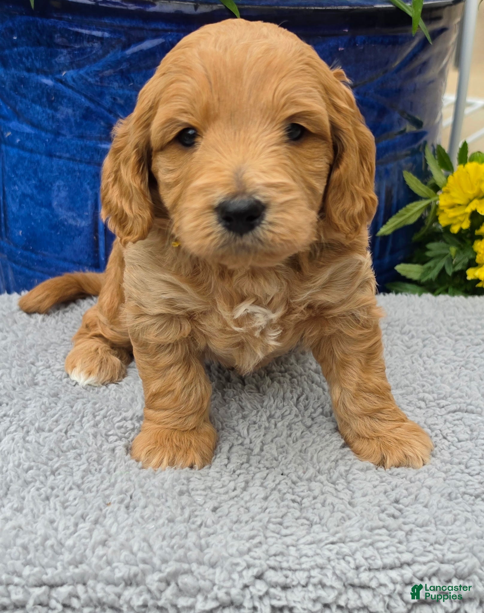 Mini Goldendoodle dogs  Leo - Male - Ad 5