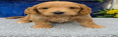  Leo - Male