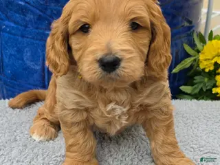 Mini Goldendoodle dogs Leo - Male - Ad 5