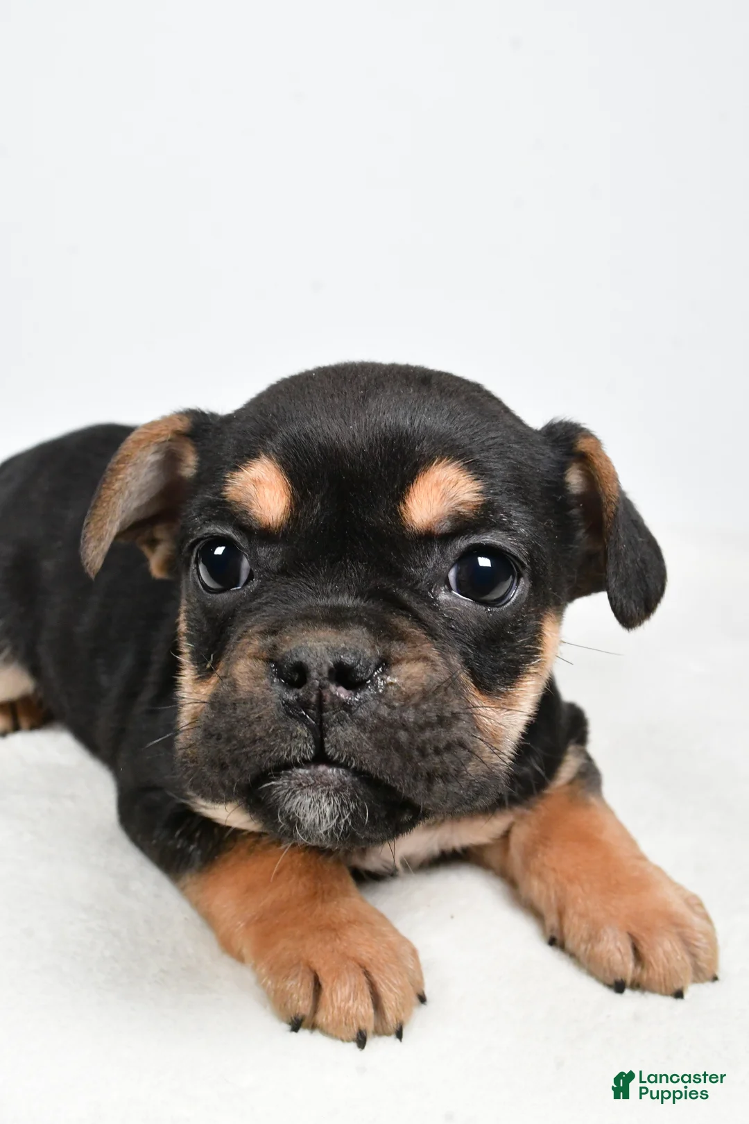 Beabull dogs for sale: Maggie - Ad 4