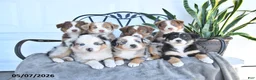 Australian Shepherd dogs for sale: Alex - Ad 3