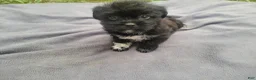 Morkie dogs for sale: Kim  - Ad 5