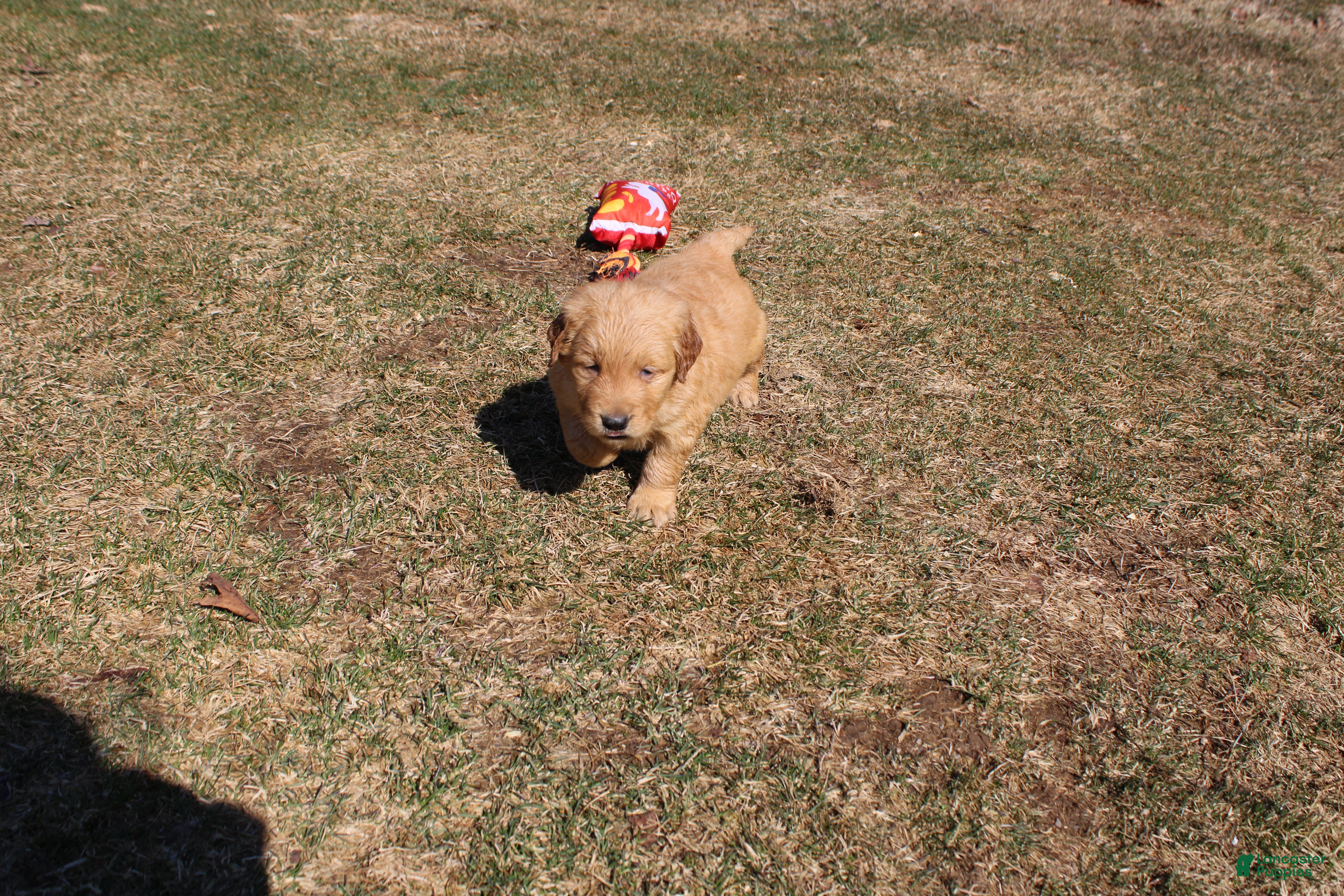 Golden Retriever dogs Gallon - Ad 27