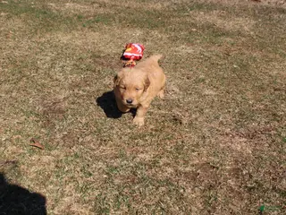 Golden Retriever dogs Gallon - Ad 27