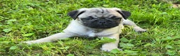 Pug dogs for sale: Derek - Ad 8