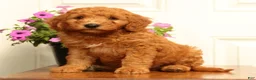 Mini Goldendoodle dogs for sale: Dallas - Ad 2