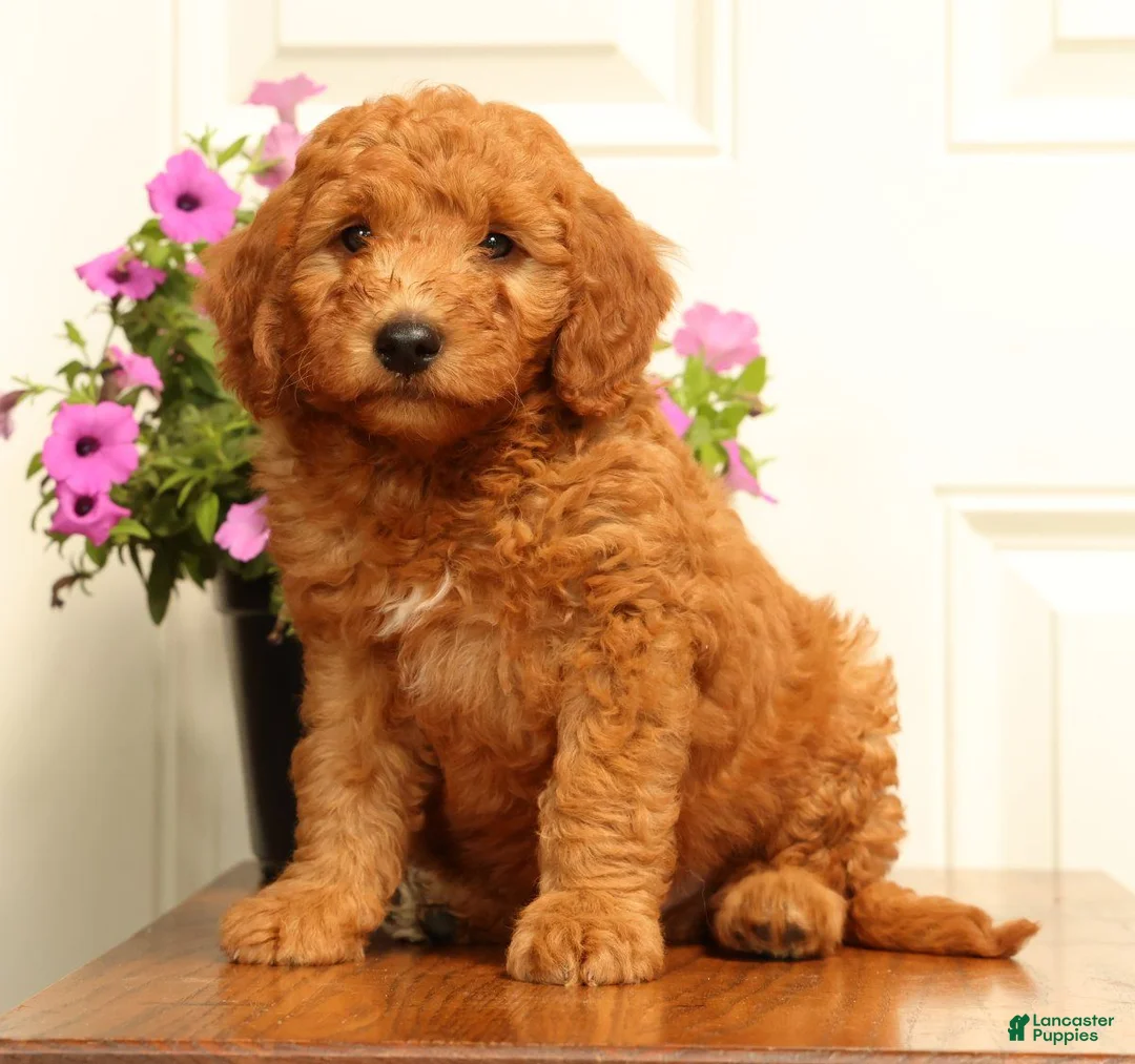 Mini Goldendoodle dogs for sale: Dallas - Ad 2