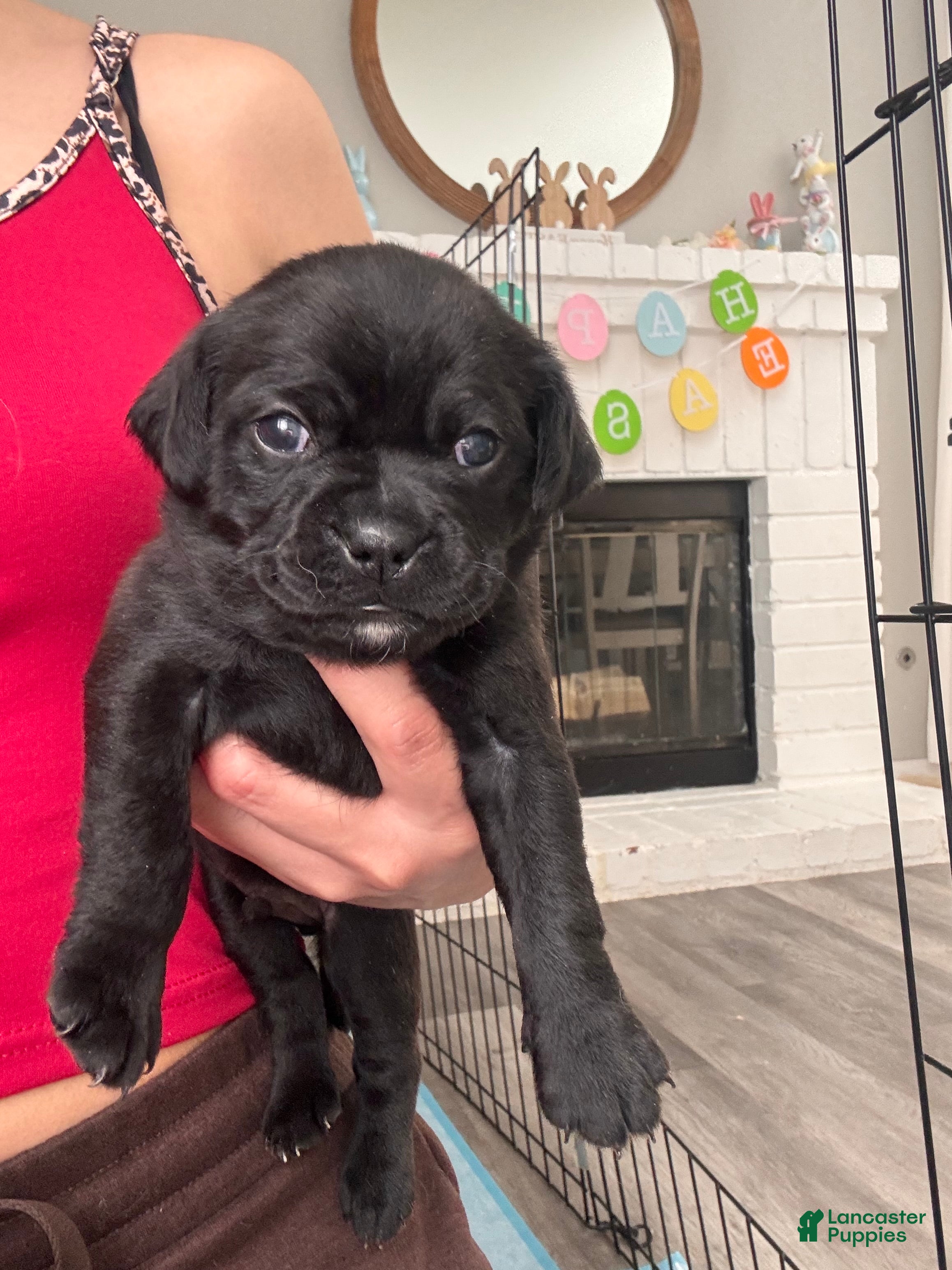 Mixed Breed dogs Mixed Breed Puppy 2 - Ad 42