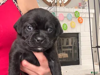 Mixed Breed dogs Mixed Breed Puppy 2 - Ad 22