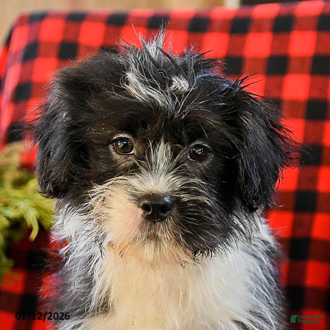 Shih Tzu dogs for sale: Ace - Ad 5