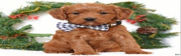 Cavapoo dogs for sale: Corbin - Ad 5