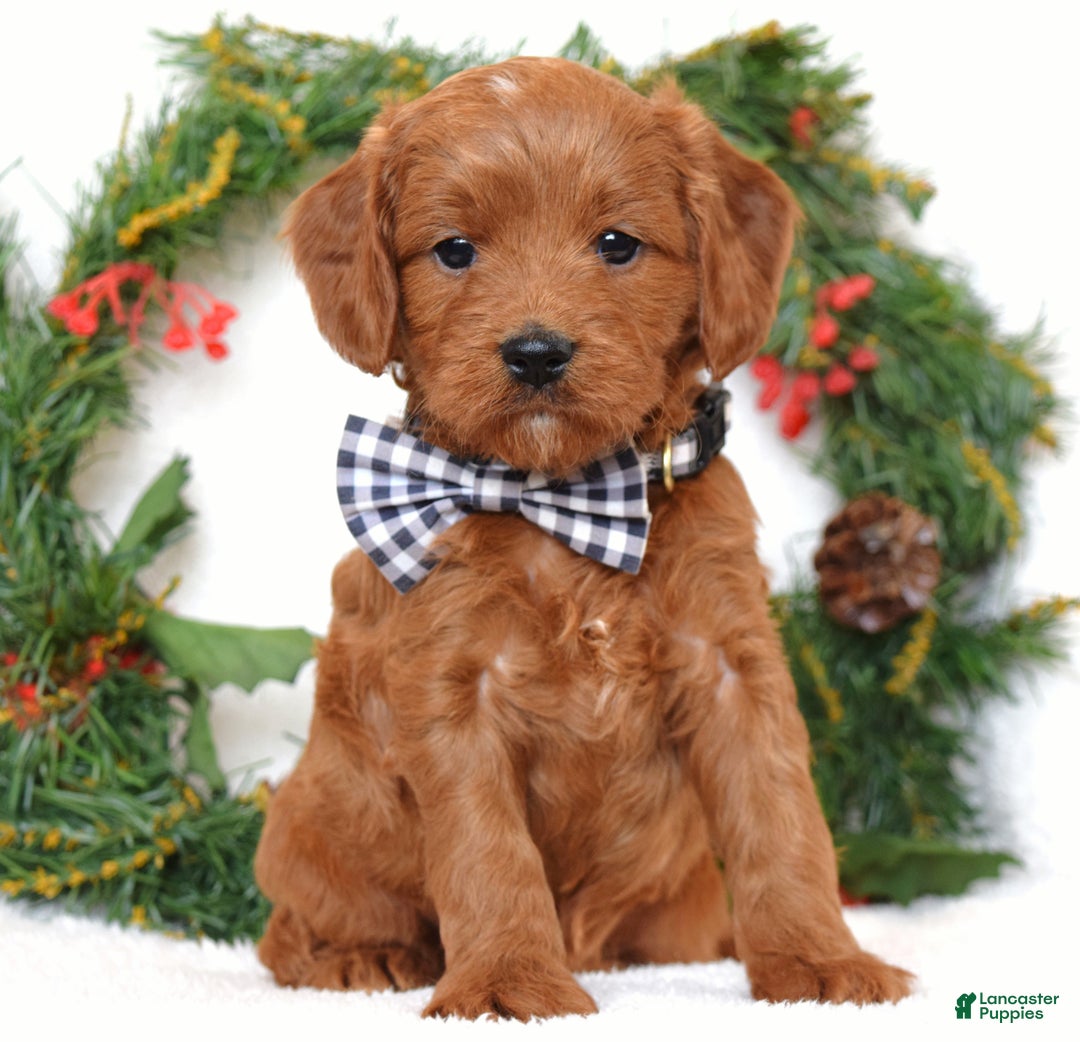 Cavapoo dogs for sale: Corbin - Ad 5