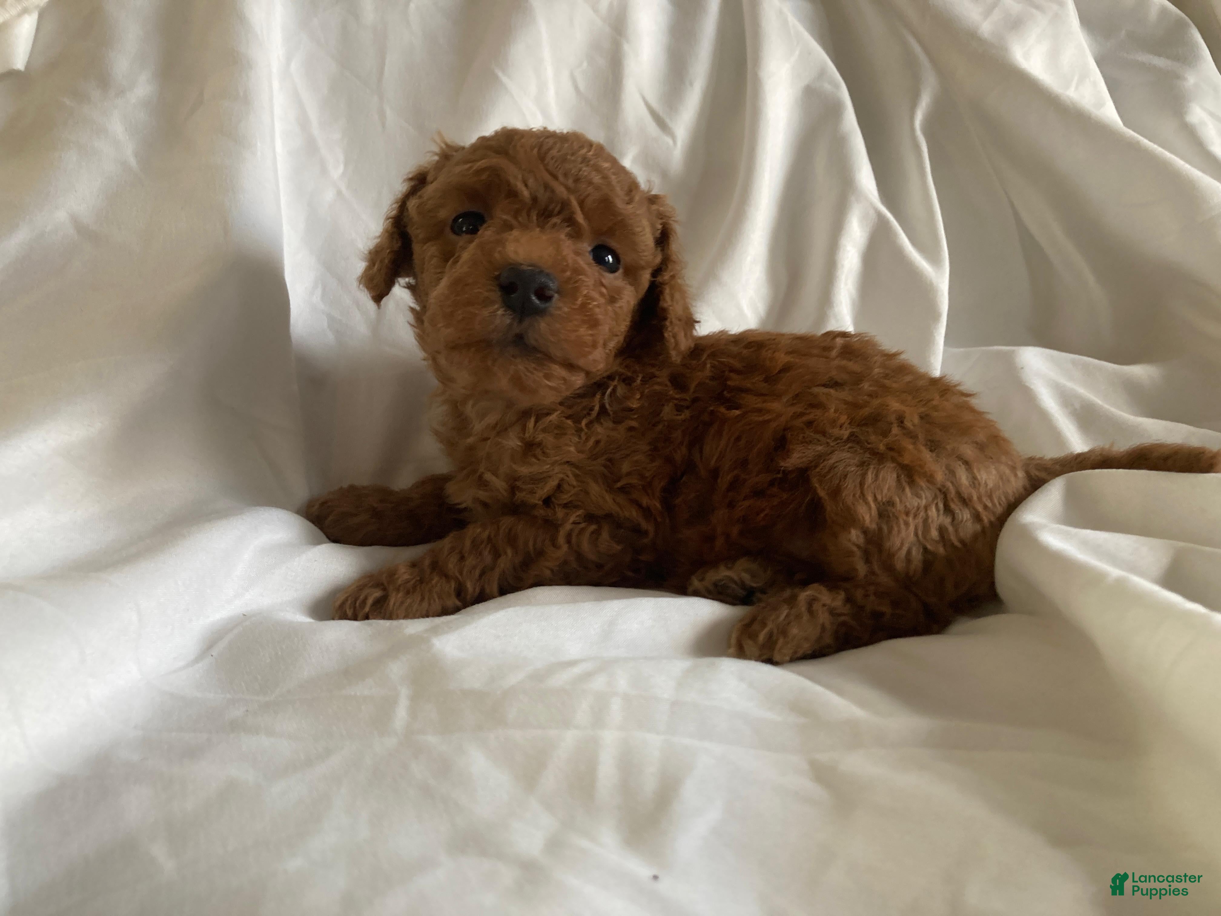 Miniature Poodle dogs Blaze - Ad 1