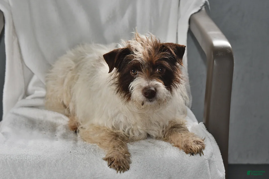 Mixed Breed dogs for sale: Bandit - Ad 6