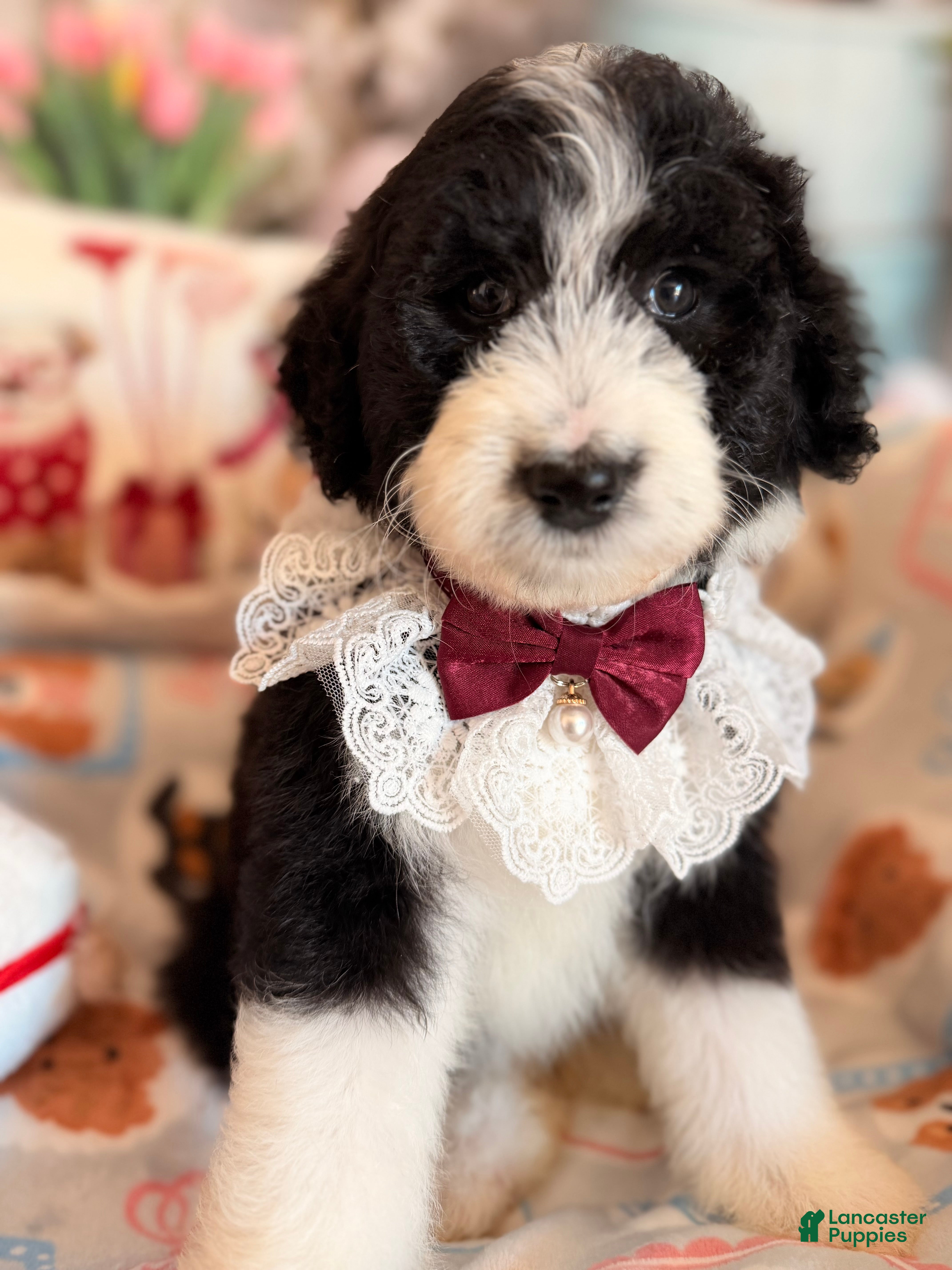 Aussiedoodle dogs Mochi - Ad 2