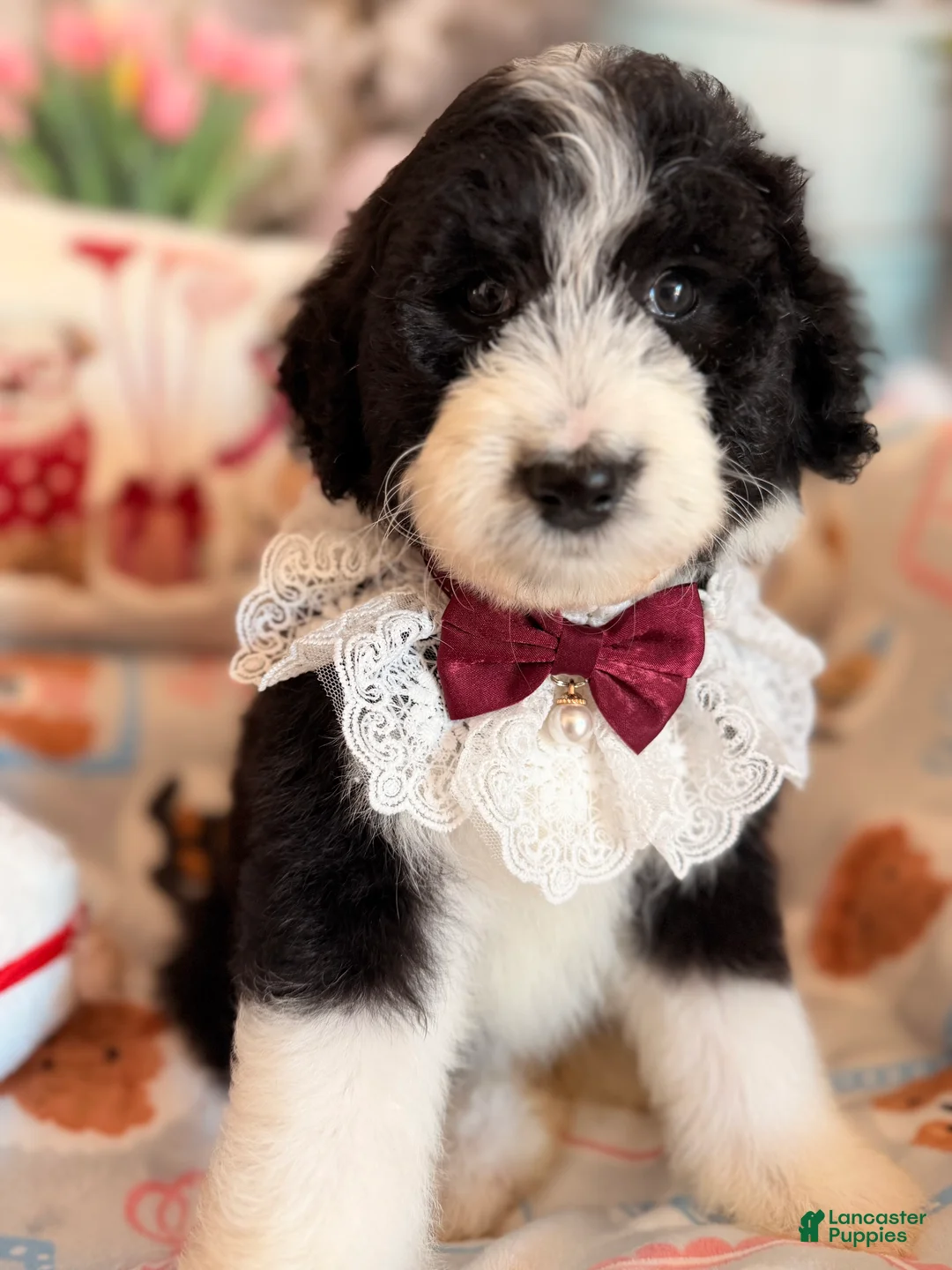 Aussiedoodle dogs for sale: Mochi - Ad 2