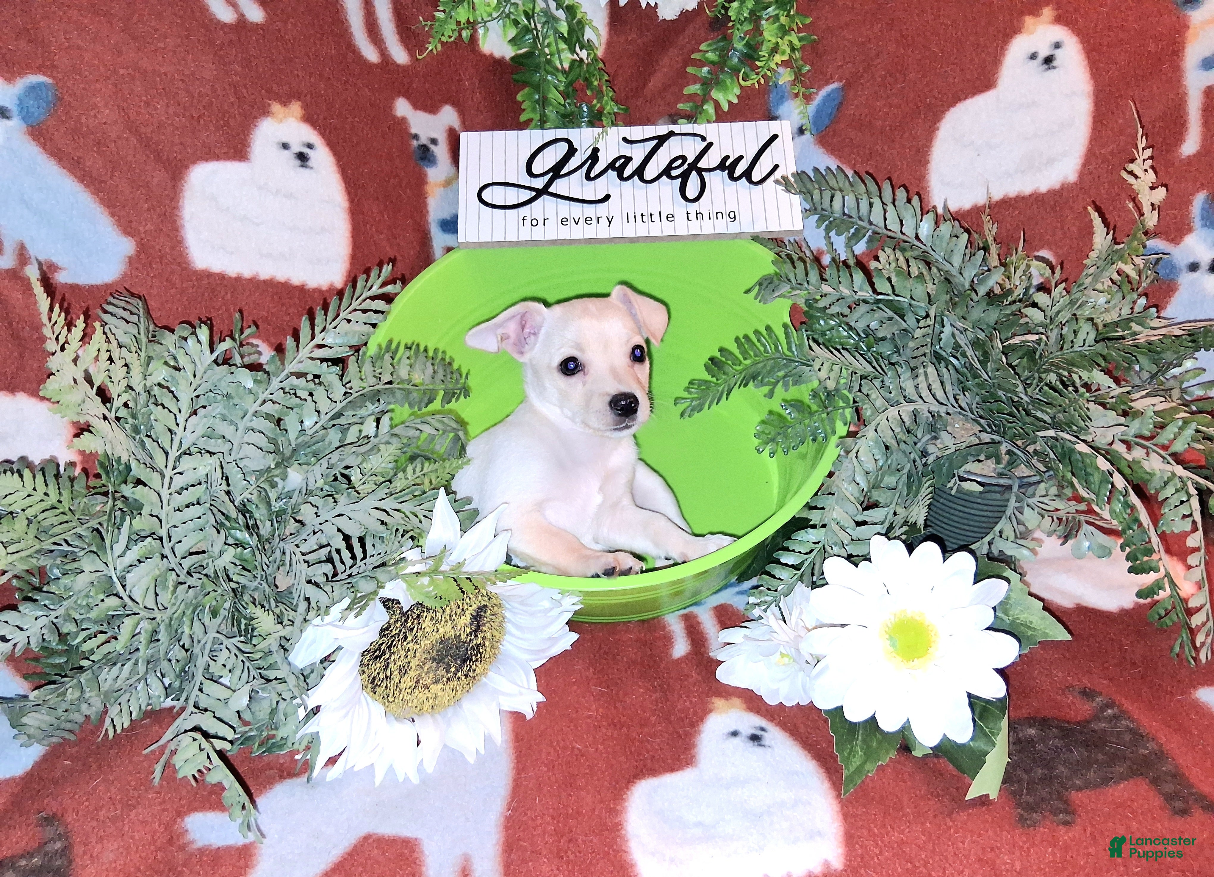 Jack Chi dogs Teddy - Ad 2