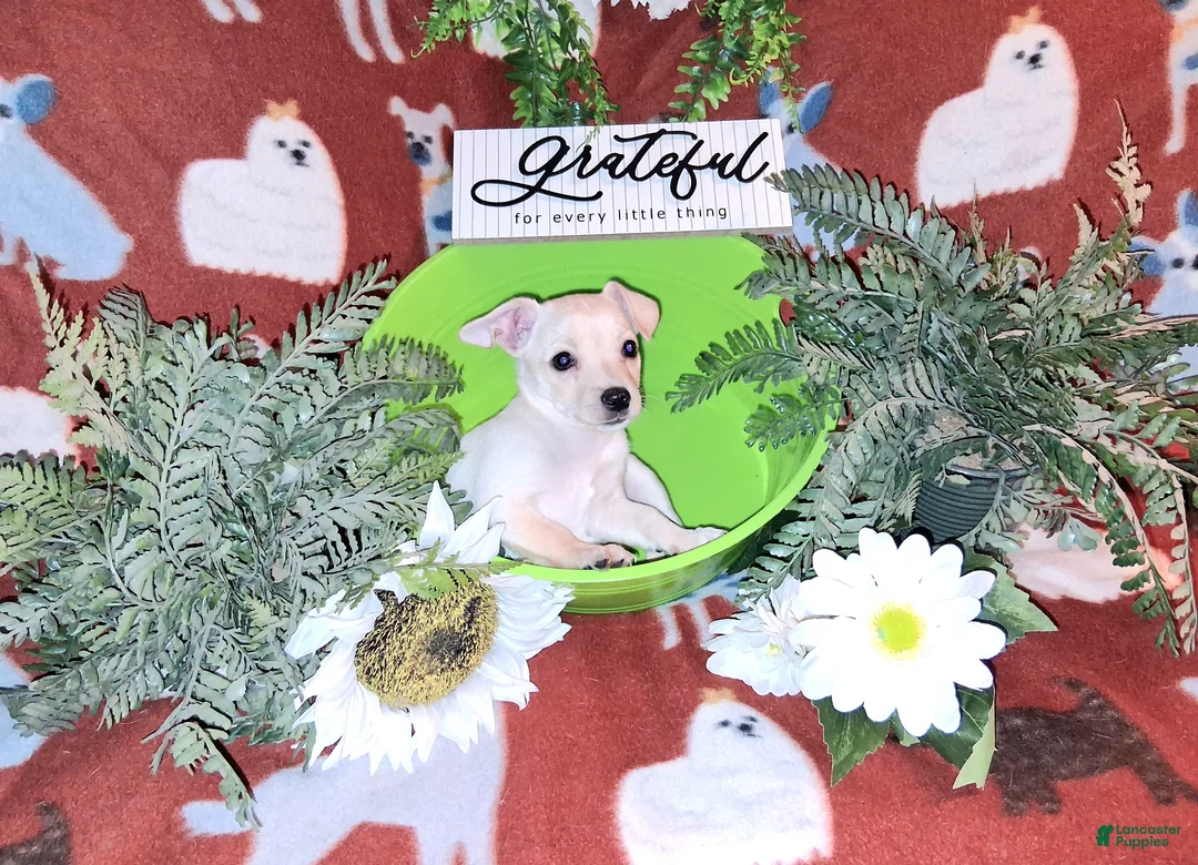 Jack Chi dogs for sale: Teddy - Ad 2