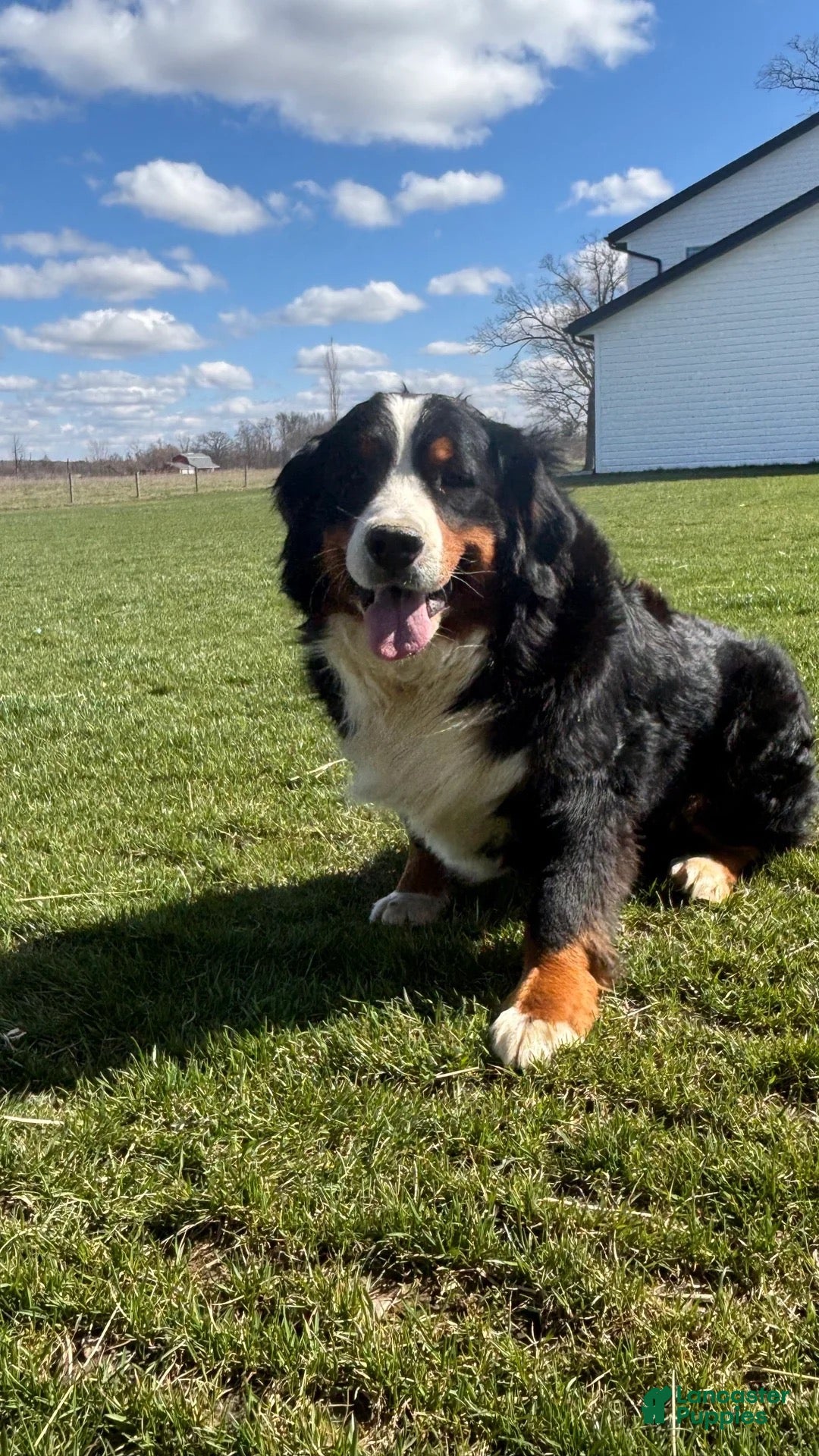 Mini Bernedoodle dogs for sale: Mini Bernedoodle 3 - Ad 2