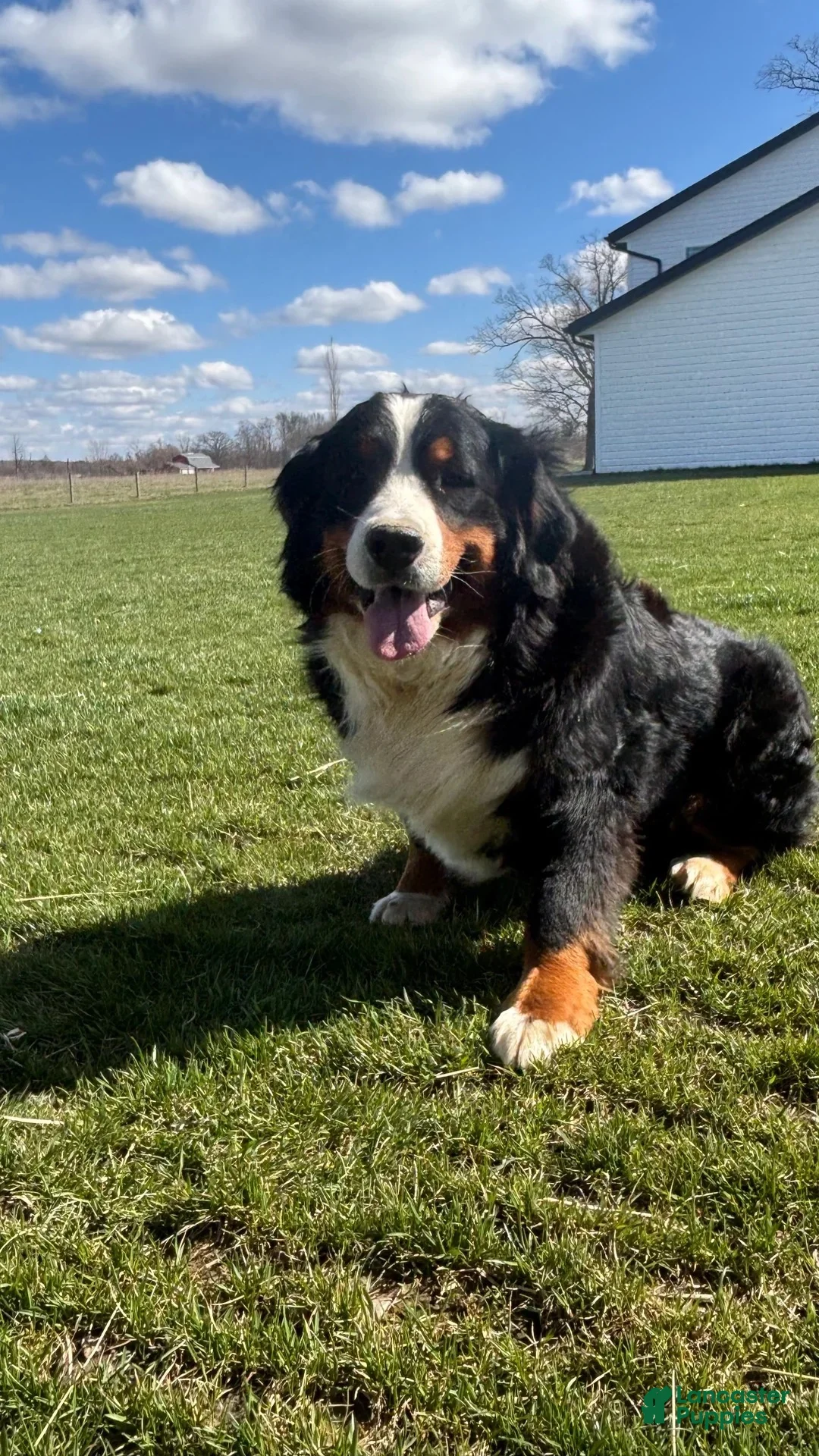 Mini Bernedoodle dogs for sale: Mini Bernedoodle 3 - Ad 2