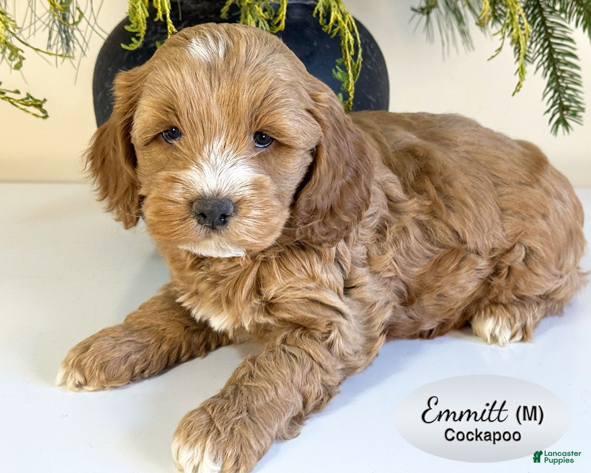 Cockapoo dogs Emmett - Ad 8