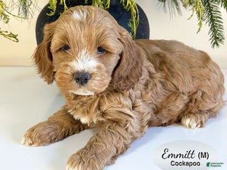 Cockapoo dogs Emmett - Ad 8