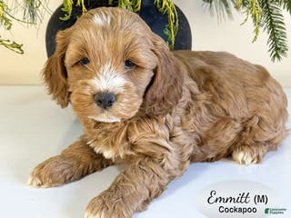 Cockapoo dogs Emmett - Ad 39