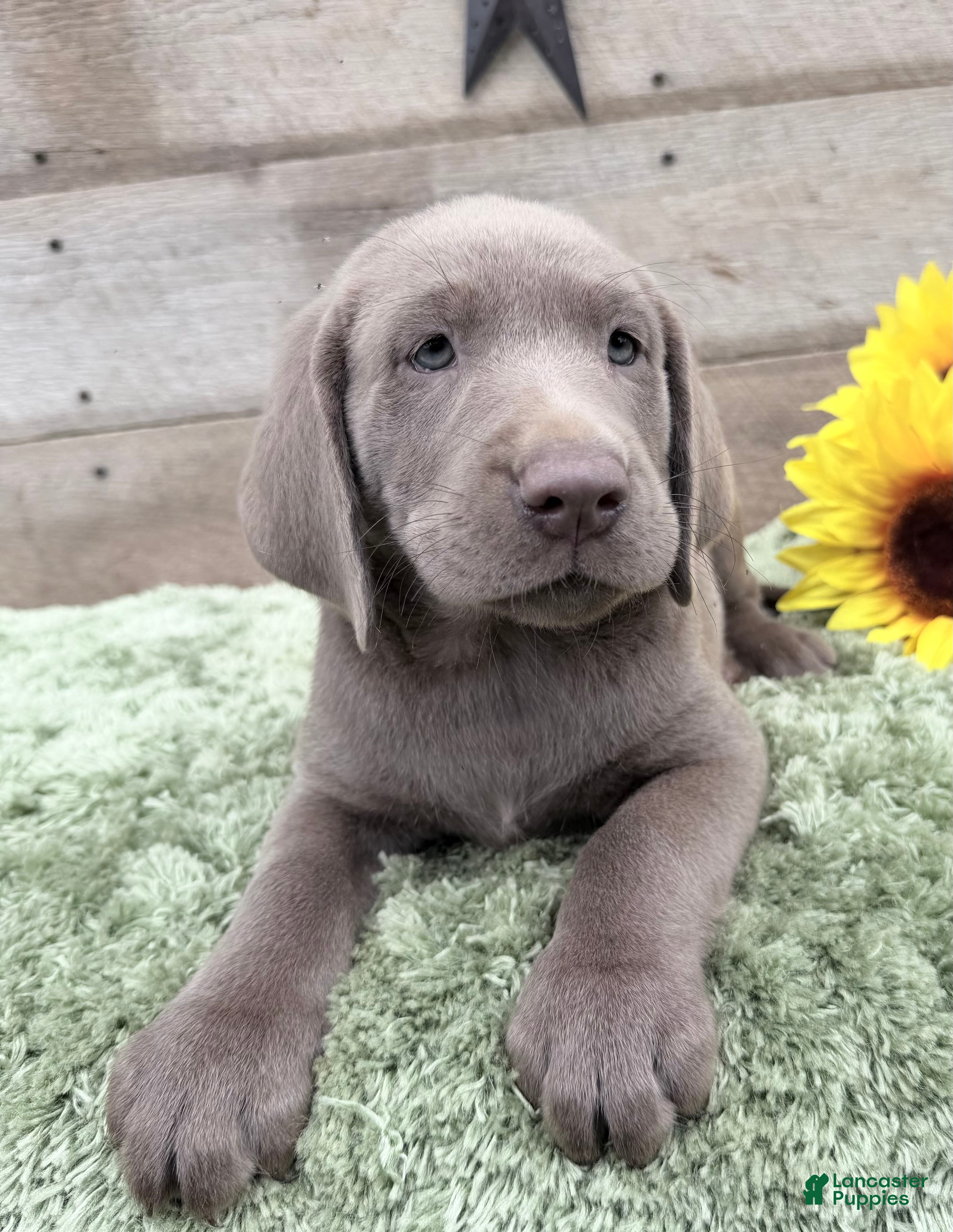 Labrador Retriever dogs Silver Sonny - Ad 2
