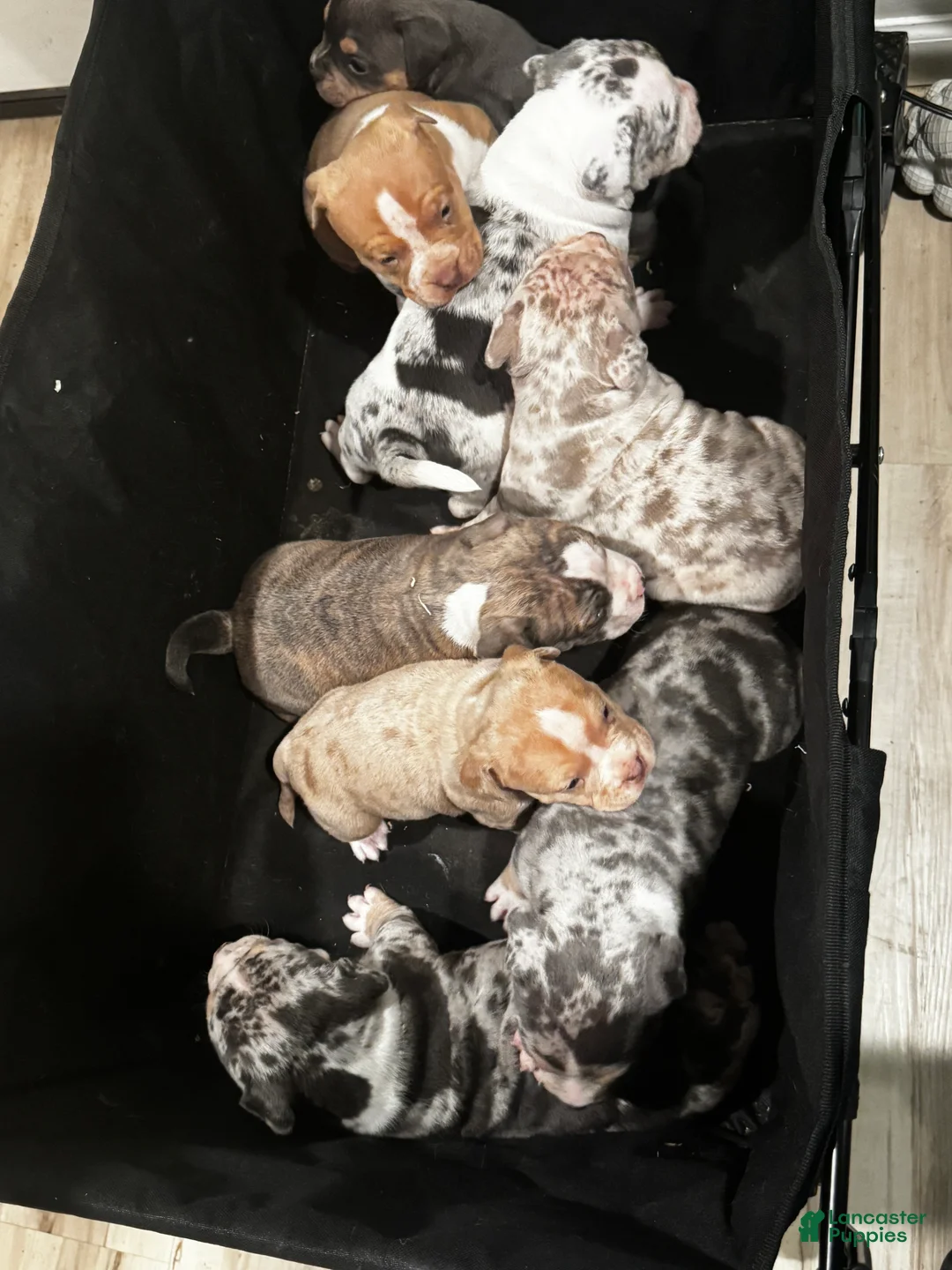 American Bully dogs for sale: Lolla - Ad 2
