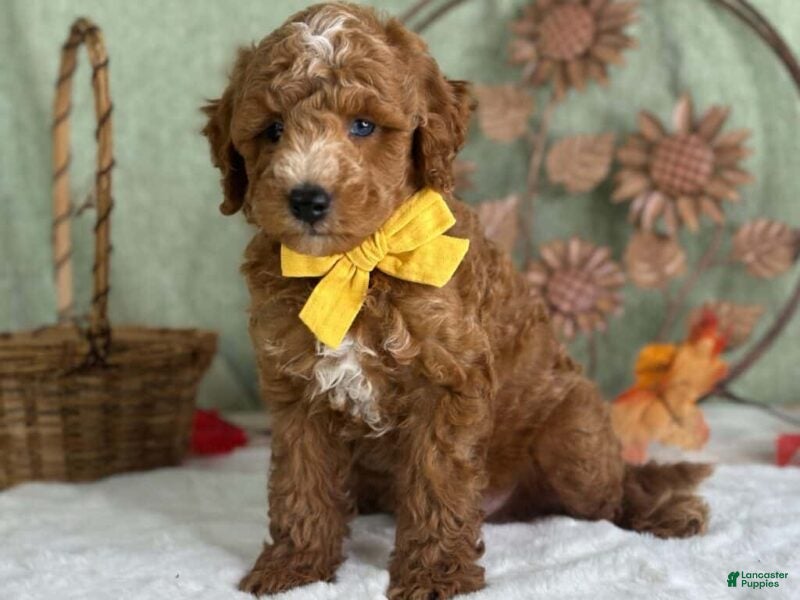 Mini Goldendoodle dogs Reeces - Ad 1